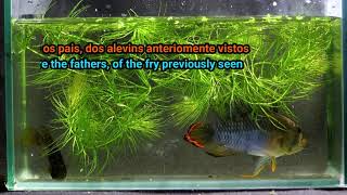 Fish Life Cycle in 4 Minutes apistogramma baenschi inka 50  silver darte aquatics [upl. by Luapnoj69]