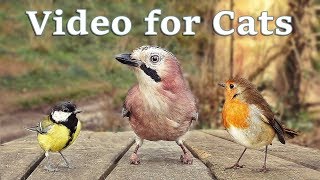 Videos for Cats to Watch  8 Hour Birds Bonanza  Cat TV Bird Watch [upl. by Roter]