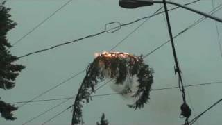 Tree Limb Explosion Overhead Electrical Lines [upl. by Muir]