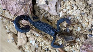 PET ALLIGATOR BACKED SCORPION STINGS AND EATS A CRICKET Hottentotta franzwerneri [upl. by Helms]