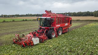 Loonbedrijf Houbraken bieten rooien  Vervaet Beet Eater 625  Fendt Favorit 816 [upl. by Ahseikal]