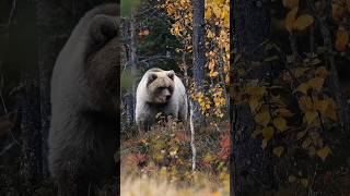 Photographing one of the cutest bear I have ever seen bear wildlifephotography cuteanimals [upl. by Eidur]