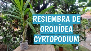 RESIEMBRA DE ORQUÍDEA CYRTOPODIUM [upl. by Elita]