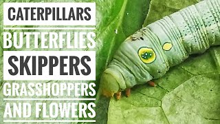 Caterpillars Butterflies Skippers Grasshoppers and Flowers [upl. by Vieva]