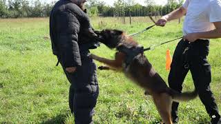 Belgian Tervuren Protection TRAINING [upl. by Aimee]