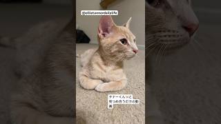 Its great to have time to stare at cats cat catlover catvideos ねこ shorts cute [upl. by Soinski]