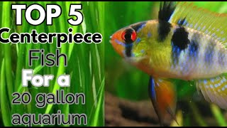 Top 5 centerpiece fish for a 20 gallon aquarium [upl. by Otiv]