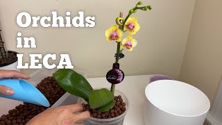 Orchids Repotting to Clay Pebbles  The Green Earth [upl. by Ayeka774]