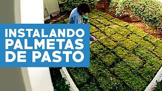 ¿Cómo instalar palmetas de pasto [upl. by Henning417]