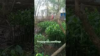 Propagules seedlings shortvideos nature [upl. by Grizelda]