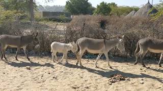 Beyond the Dunes The Untold Stories of Tharparkars Donkeys Desert Elegance Photographic Donkeysquot [upl. by Hamel556]