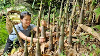 FULL VIDEO 150 Days of Harvesting Taro Bamboo shoots Sugarcane Plums Eggplants market to sell [upl. by Arised]