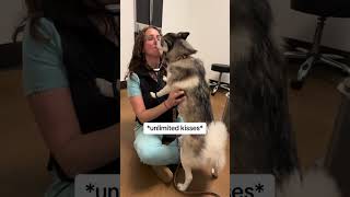 Sapphie the pomsky goes to 6 month cancer check up [upl. by Jeremy]