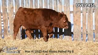 Davidson Gelbvieh Bull Lot DVE 145L sells Friday March 1 2024 [upl. by Cull]