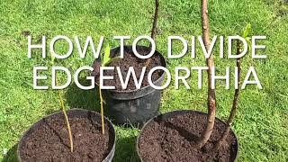 How To Divide Edgeworthia Chrysantha Easy Way To Divide Edgeworthia Plant Propagation [upl. by Nnylarak]