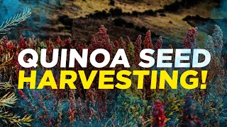 Quinoa from seed to harvesting [upl. by Heimer]