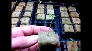 Tomato Seed Germination In Rockwool [upl. by Nyrhtac627]