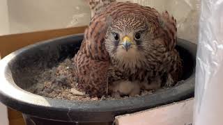 2020황조롱이 육아2 kestrel nesting 2갓 태어난 새끼들은 벌써 먹이 받아먹으며 털이 뽀송해진다 chicks look puffy and white already [upl. by Einnoc]