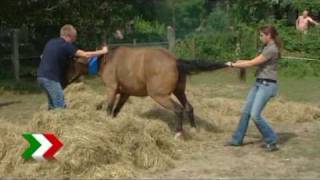 Pony Dimitri mit Baggern aus Schacht in Voerde befreit [upl. by Ahsiena]