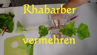 Rhabarber vermehren  Rhabarber Ableger machen  Rhabarber durch Stecklinge vermehren [upl. by Uwton477]