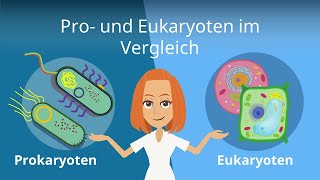 Prokaryoten und Eukaryoten im Vergleich  Studyflix [upl. by Snyder]