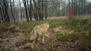 Wolvenfamilie Noord Veluwe [upl. by Vish]