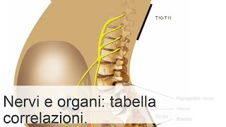 Ruolo delle vertebre umane funzioni sezioni per gambe e braccia relazione con gli organi interni [upl. by Decker]