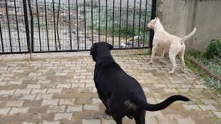 CANE CORSO amp DOGO ARGENTINO [upl. by Ehrsam455]