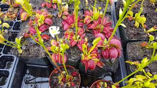 The Ultimate Venus Flytrap Care And Info Guide [upl. by Wesle]