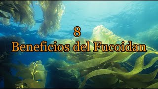 8 Beneficios del Fucoidan [upl. by Acinorev]