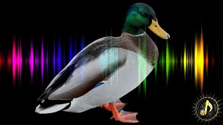 Duck Quack  Sound Effect HD [upl. by Dart]