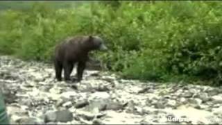 Tourists charged by grizzly bear in Alaska [upl. by Acinemod899]