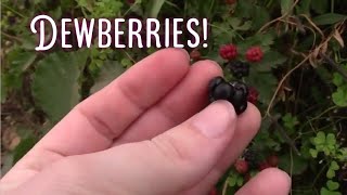 What You May Not Know About Dewberries [upl. by Erreit]