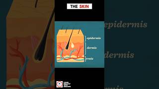 The SKIN  intro and facts [upl. by Jeraldine835]