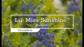 30 Seconds with Lil Miss Sunshine™ Bluebeard [upl. by Map]