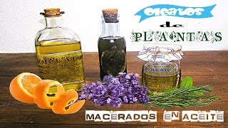 Como preparar oleatos  aceites de plantas [upl. by Lorrayne61]