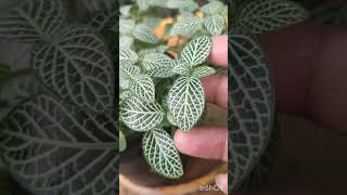 Fittonia Plant Care 101 Tips for Growing Healthy and Vibrant Fittonia Plants [upl. by Ecadnac]