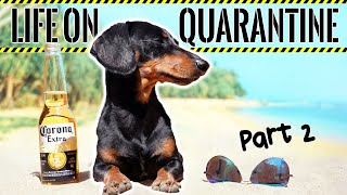 Ep2 Life on QUARANTINE  PART 2 Funny Dogs Staying Home [upl. by Shultz83]