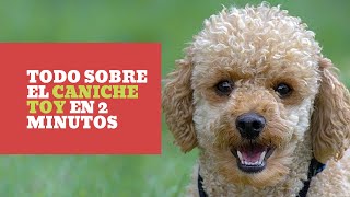 🐕 CANICHE TOY TODO sobre la RAZA 👉 ¡En 2 MINUTOS [upl. by Eatnoed]