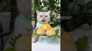 Cute Cat Cooking 🥘 viral funny animals kitten cooking comedy food drama recipe cake cute [upl. by Nifares102]