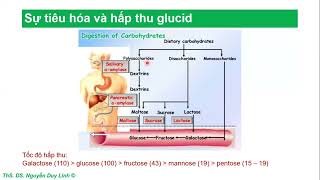 Hóa Sinh  Bài 3  Chuyển hóa Glucid [upl. by Judy]