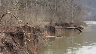 Ancient Shagbark Hickory Taken By The River [upl. by Yelsek]