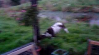 Meg my English springer spaniel going mad in the garden [upl. by Wehner760]