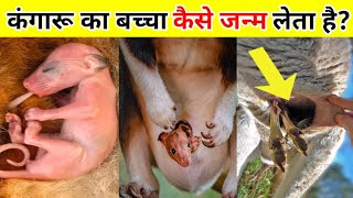 कंगारू का बच्चा कैसे पैदा होता है  kangaroo birth cycle  baby kangaroo संपूर्ण जानकारी Part 2 [upl. by Zaob]