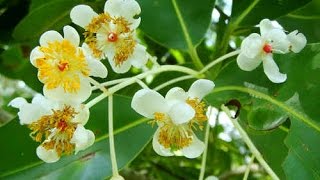 Calophyllum inophyllum  Alexandrian laurel  Punnaga [upl. by Oirrad257]