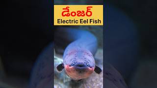 Electricity From Eel FishMaheshelectricks [upl. by Ofori234]