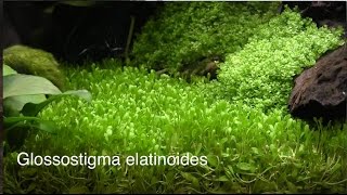 Fincasters Episode 65 Keeping Glossostigma [upl. by Madel738]