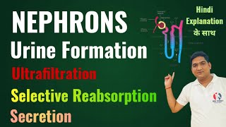 Mechanism of Urine Formation  Structure of Nephron  Life Processes  Excretion  Class 10 Ncert [upl. by Euh]