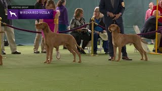 Wirehaired Vizslas  Breed Judging 2023 [upl. by Bette-Ann]