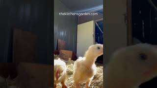 Two week old chicks in the sun Nosey fellows farmliving chicken farming pasturepoultry [upl. by Maiah197]